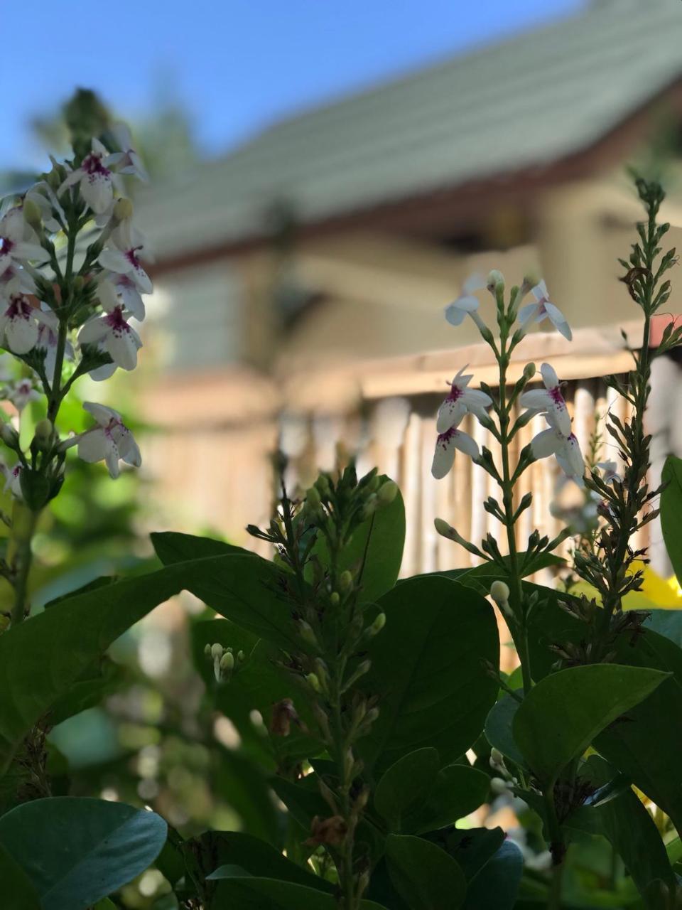 Cloud Inn Kandy Homestay ภายนอก รูปภาพ